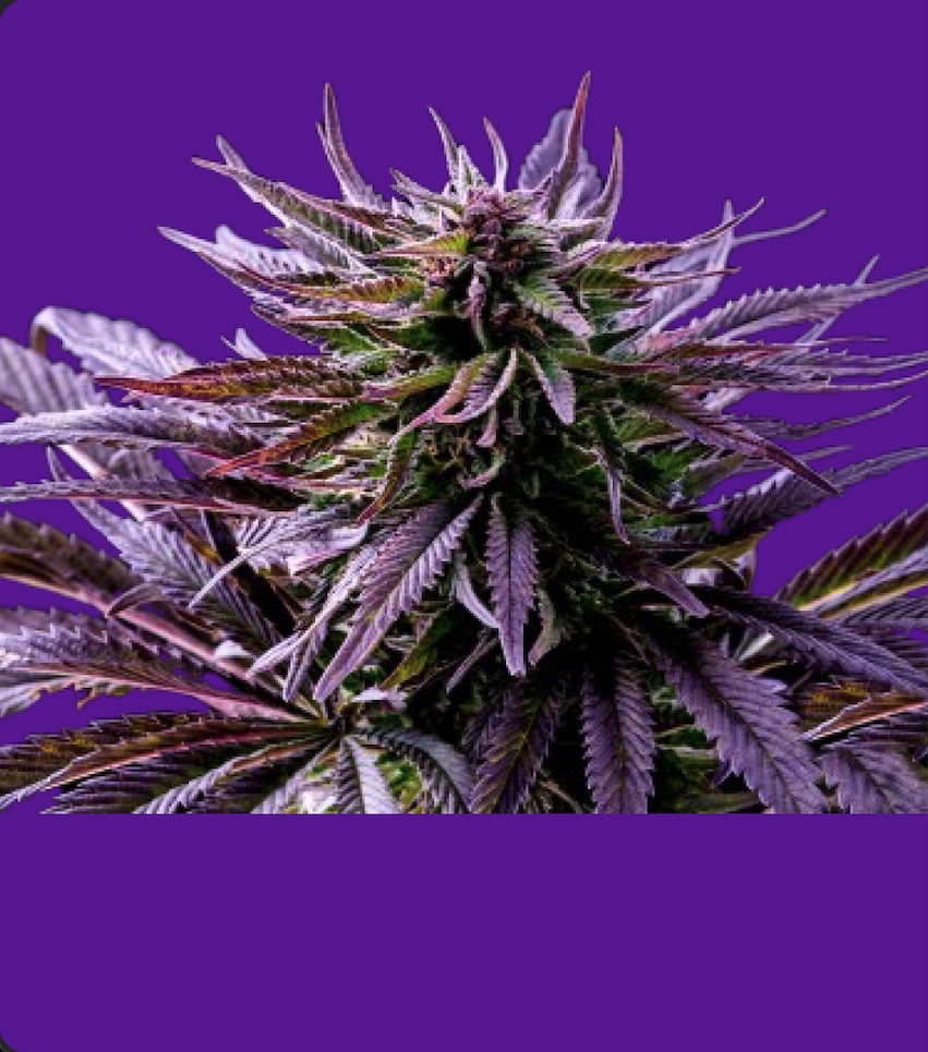 weekly deal product 2