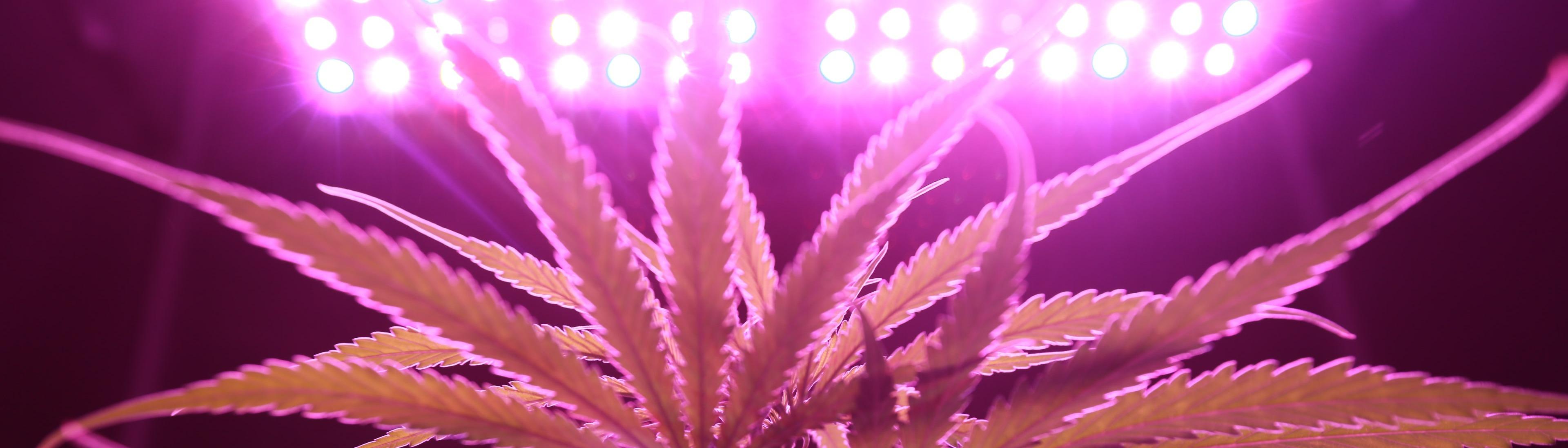 cool purple flower grow