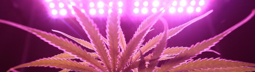 cool purple flower grow