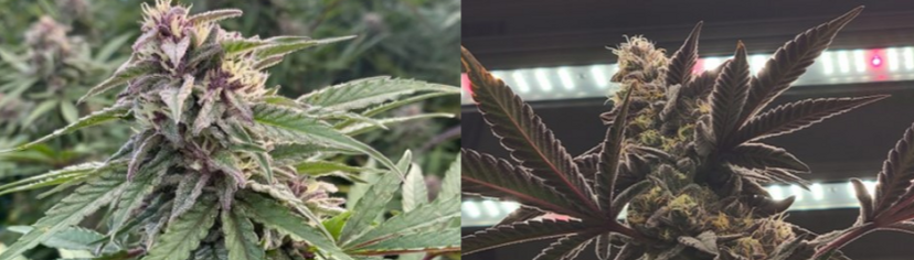 indoor and outdoor flower