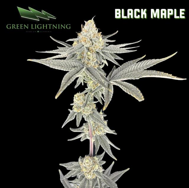 (GL) Black Maple | 3.5g